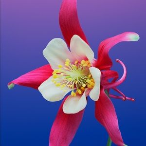 Meet your Posher, Karla